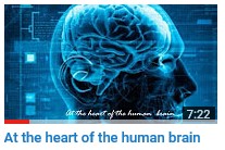At the heart of the human brain