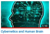 Cybernetics and Human Brain