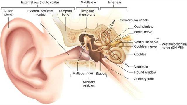 Anatomy-of-the-ear-Image-taken-from-Patton-et-al