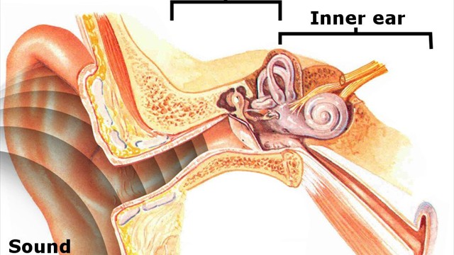 Ear-compartments