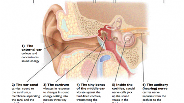 How-hearing-works