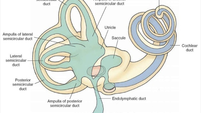 Vestibular-System-in-the-inner-ear